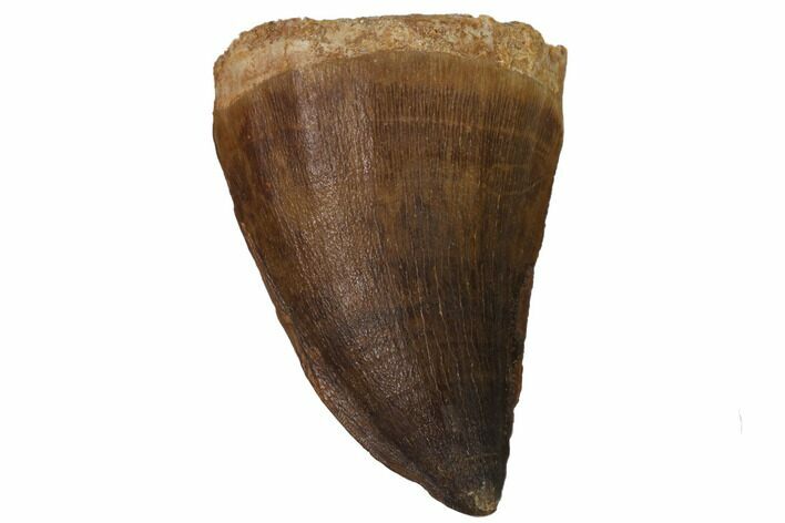 Fossil Mosasaur (Prognathodon) Tooth - Top Quality #114153